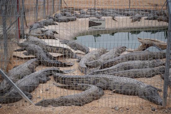 Crocoloco Crocodile Farm